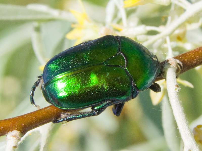 Protaetia affinis (Andersch, 1797)